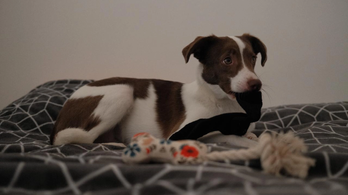 Your Dog Doesn’t Need Another Toy. So Why Did We Make One?