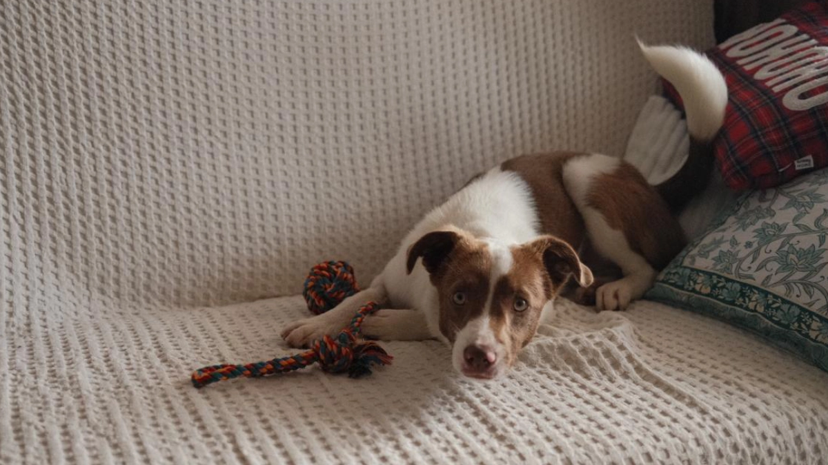 Stop Tossing the Ball (You’re Boring Your Dog)